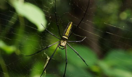 蜘蛛视频,揭秘网络世界的蜘蛛侠
